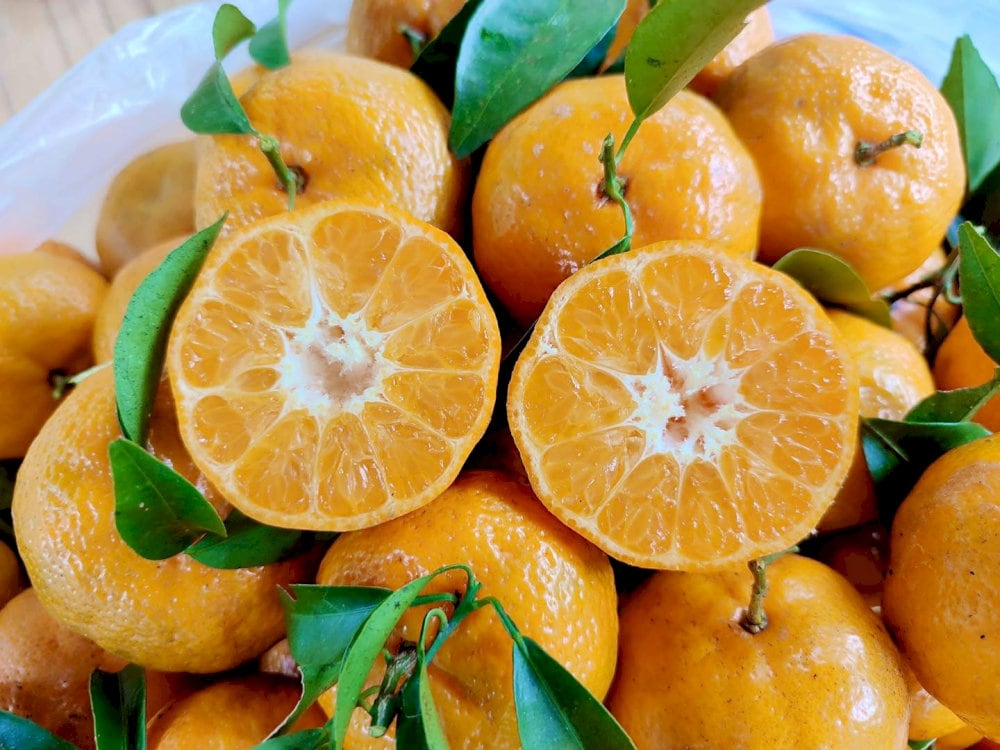 Quýt Chiềng Cọ